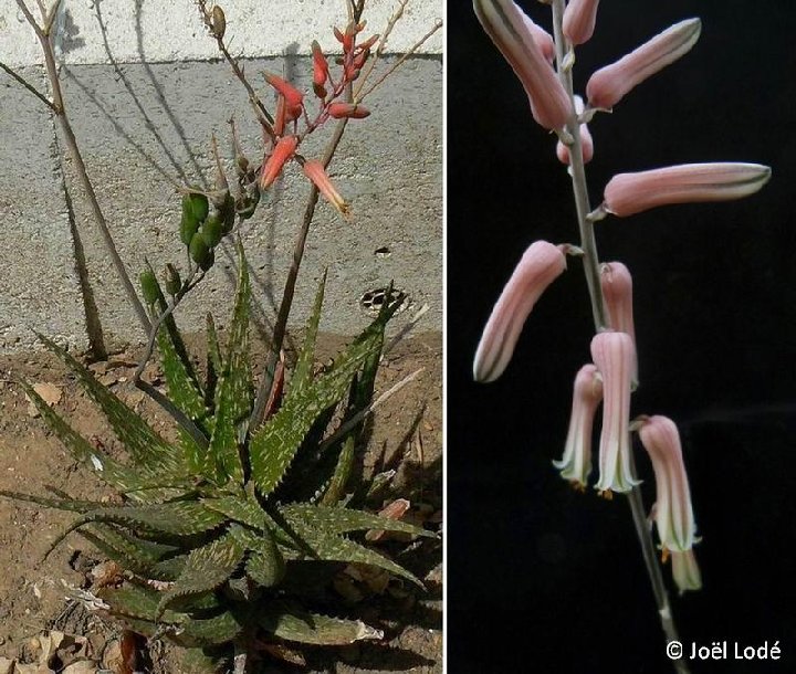 Aloe mcloughlinii ©JL